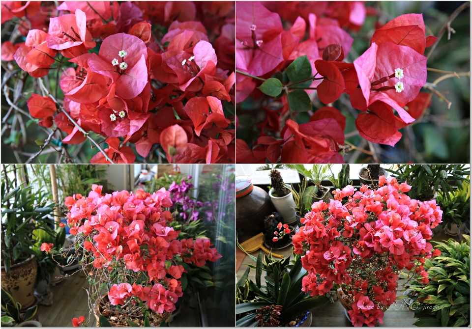 부겐빌레아 꽃은 분홍색 잎3장 중앙에 있는 가느다란 수술같은것 우유빛 나는것이부겐빌레아 꽃이다.