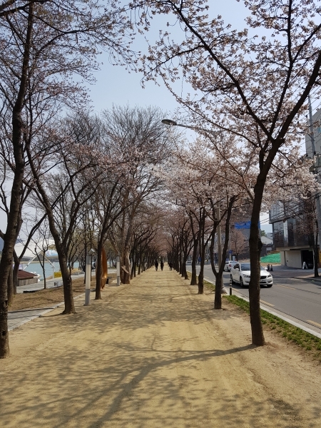 앞산 길 벚꽃이 아직은 봄의 갑질로 한창이다