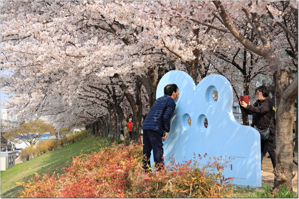대구 동구 지저동 벚꽃 축제 벚꽃 터널과 아양 기찻길