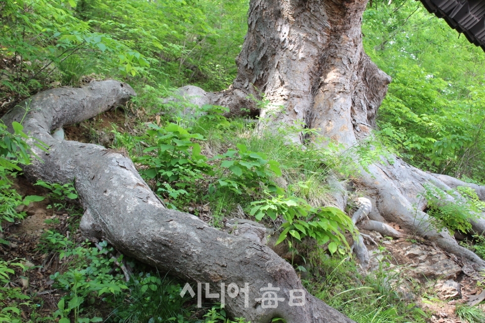 예천읍 서본1리 ‘느티나무 행복마을 문화쉼터’ 장광현 기자.
