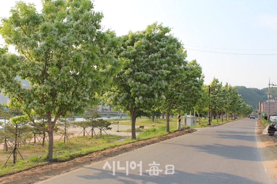 예천 한천 산책로 가로변의 이팝나무 꽃이 하얀 눈꽃처럼 만개해 장관을 연출하고 있다. 장광현 기자.