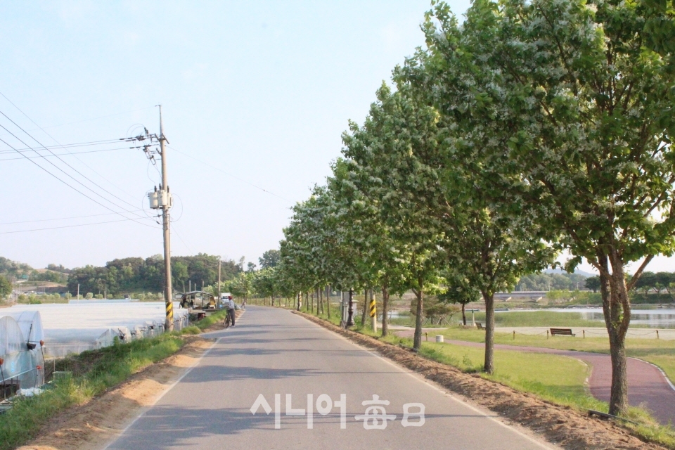 예천 한천 산책로의 이팝나무 가로수 꽃길 모습. 장광현 기자.