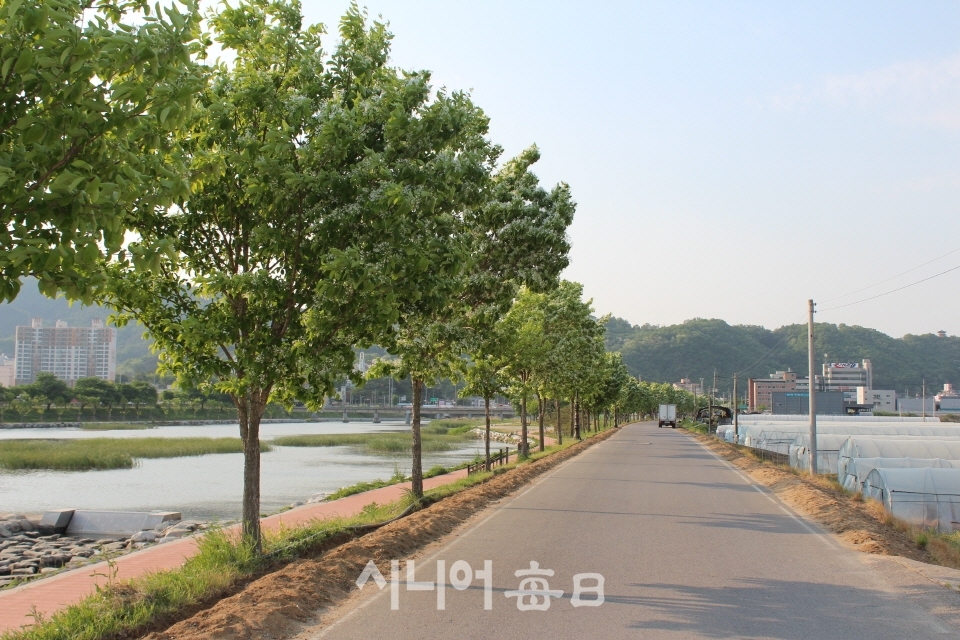 예천 한천 산책로의 이팝나무 가로수 꽃길 모습. 장광현 기자.