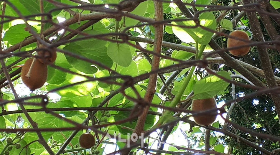 4월 28일 오후 4시, 카프리섬의 주택 담장에 걸쳐 있는 덩굴성 낙엽과수 키위(Kiwi). 열매가 갈색 털로 덮여있다. 풍부한 식이섬유 함유량은 사과의 3배 수준이라고 한다. 이철락 기자