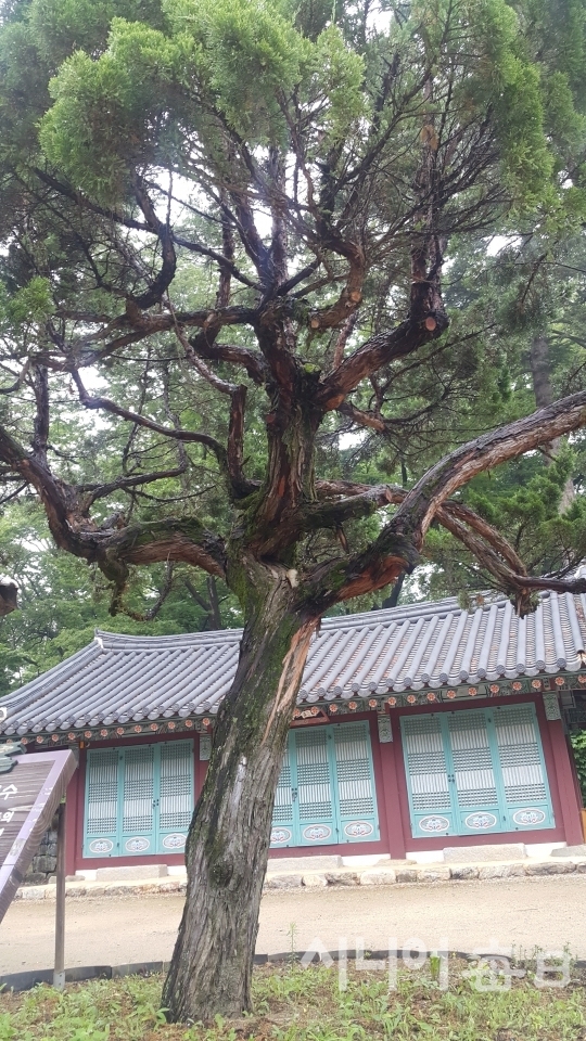 김구선생이 은거했던 백범당과 그가 심은 향나무