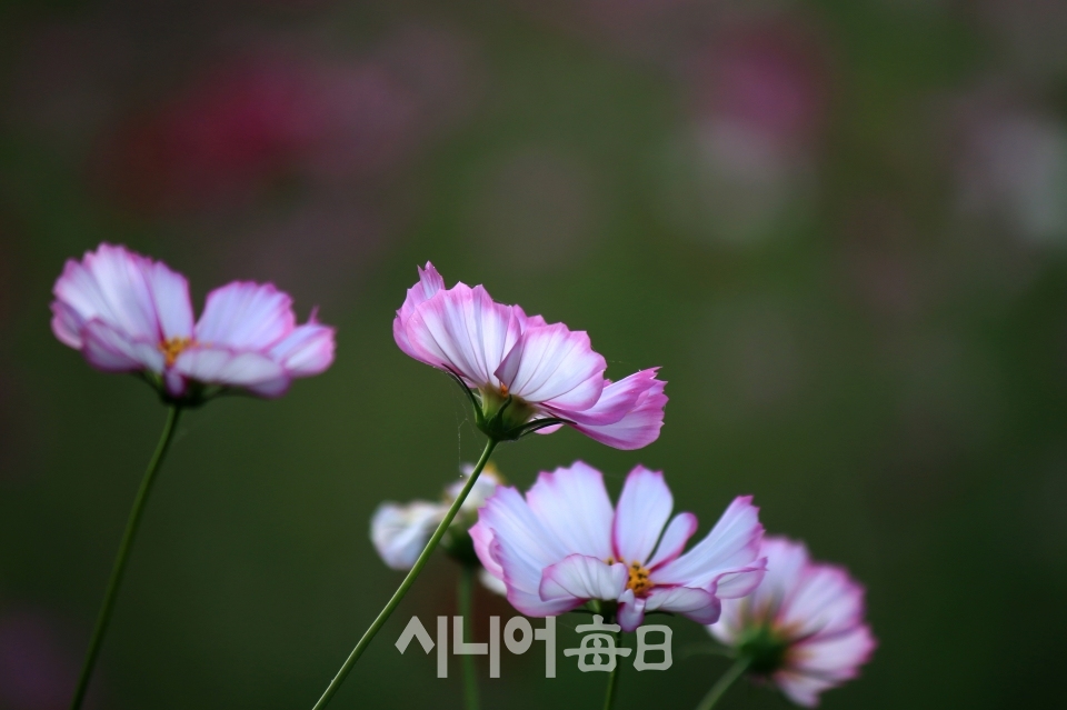 아름다운 코스모스 꽃. 이원선 기자
