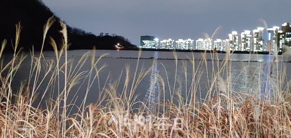 수변공원 갈대사이로 아파트 불빛이 아름답다. 박미정 기자