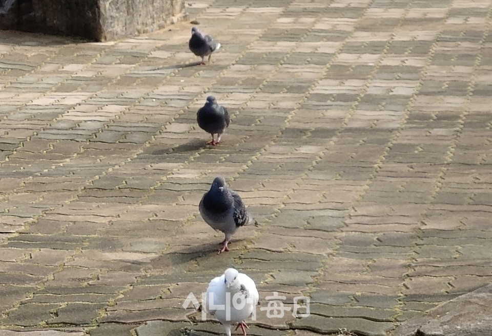 마스크라도 사려는 것일까. 공원의 비둘기도 줄을 서고 있다. 박미정 기자