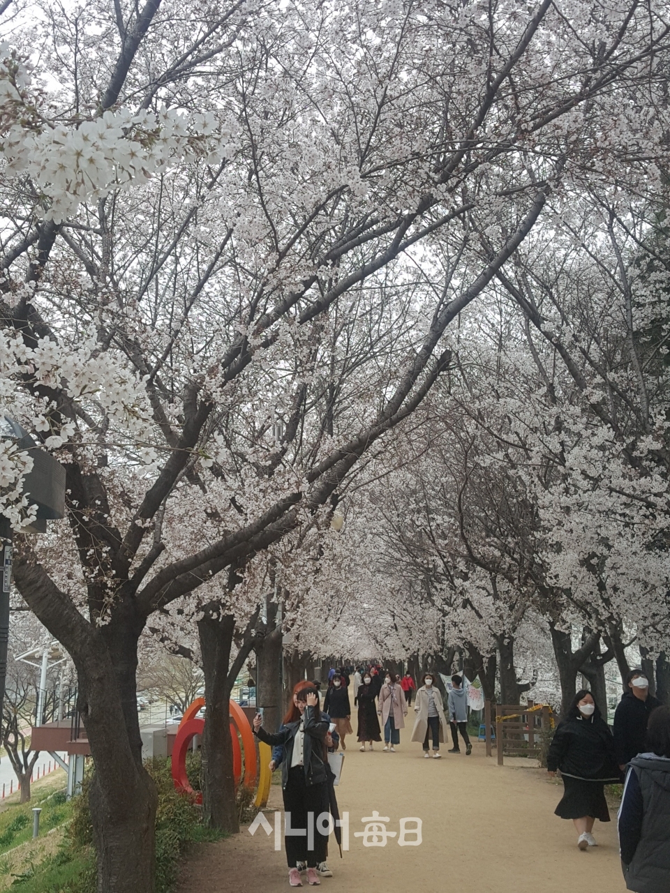 수많은 인파로 붐비는 벚꽃 길. 정재용 기자