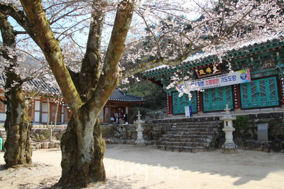 수령이 150년 넘은 두 그루의 만개한 벚꽃나무 박종천 기자