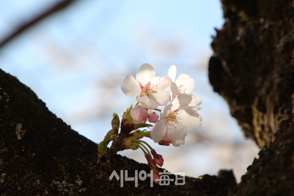 봄 햇살을 즐기는 벚꽃의 미소 박종천 기자