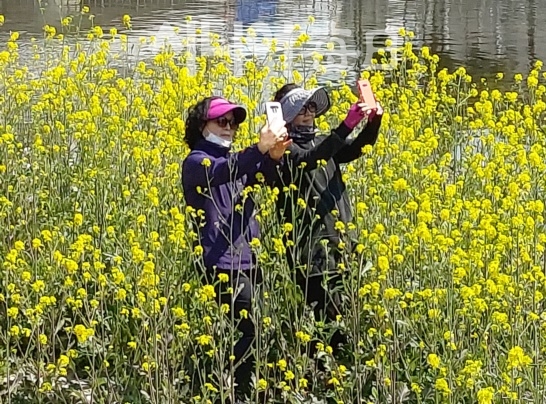 대구 신천의 신천교 남쪽 둔치에서 친구와 유채꽃밭을 배경으로 사진을 찍고 있다. 김영근 기자