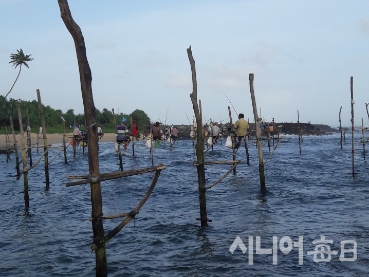 미리사(Mirissa) 인근 어촌 마을에서 펼쳐지는 장대 낚시(Stilt Fishing) 풍경. 임승백 기자