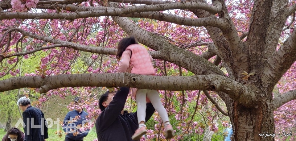 나들이 온 아빠가  벚나무 위로 딸을 번쩍 안아 올리고 있다. 박미정 기자