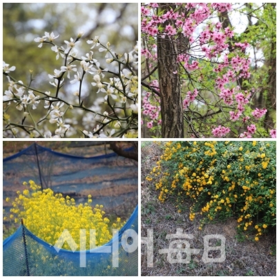 봄이면 다양한 꽃들이 숲길을 환하게 한다. 박종천 기자