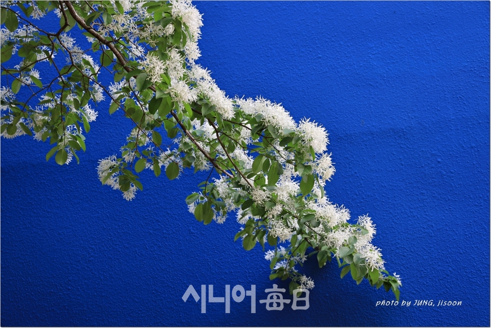 소복히 가지를 덮은 이팝 꽃 전경, 정지순 기자