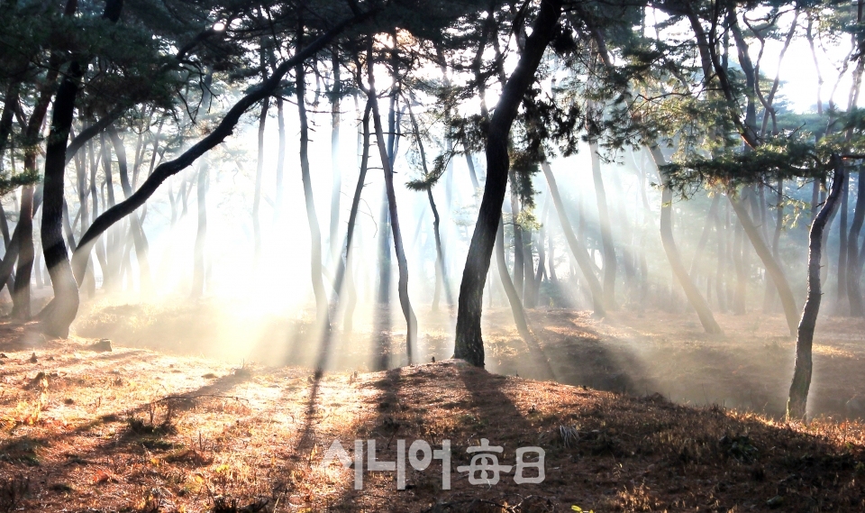 2012년 12월의 어느 날에 만난 삼릉의 환상적인 빛내림. 이원선기자