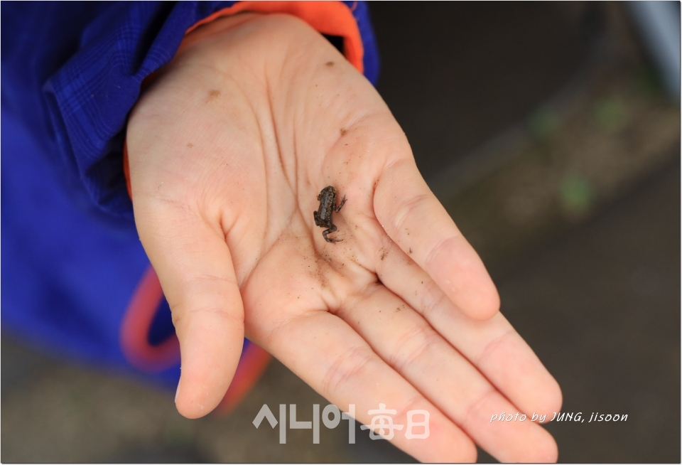 초등학생 손바닥에 올려 본 새끼 두꺼비,  정지순 기자