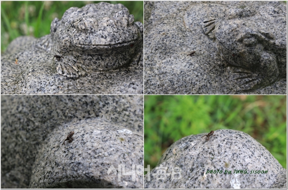 망월지 주변 두꺼비 조형물위에 올라와 있는 새끼 두꺼비,  정지순 기자