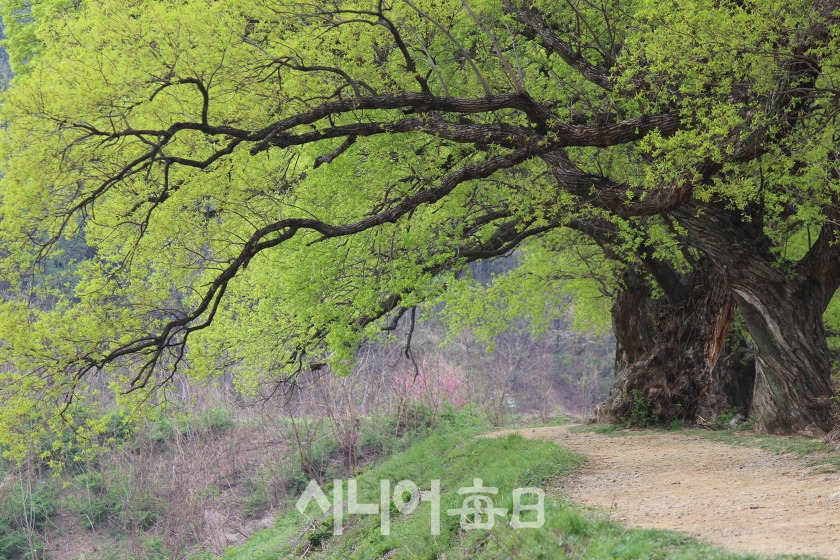 긴 세월을 이겨낸 굵고 힘찬 나무결을 가진 왕버드나무. 박종천 기자