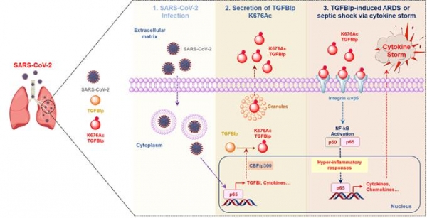SARS-CoV-2 폐렴 중증도 진단 혈액 바이오 마커 아세틸화 TGFBIp 연구 모식도. 경북대 제공
