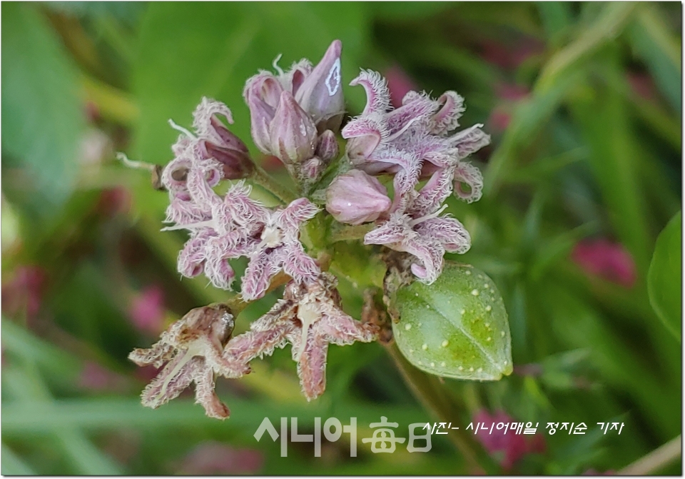박주가리 꽃과 열매. 정지순 기자