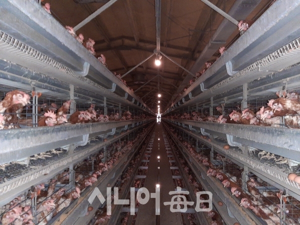 농장에서 닭들이 자라고 있다. 이흥우 기자