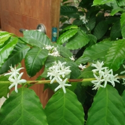 꽃이핀 커피나무