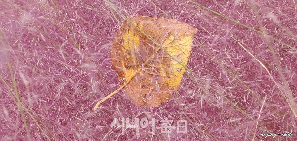 송해공원 핑크뮬리 위,떨어진 나뭇잎 하나. 박미정 기자