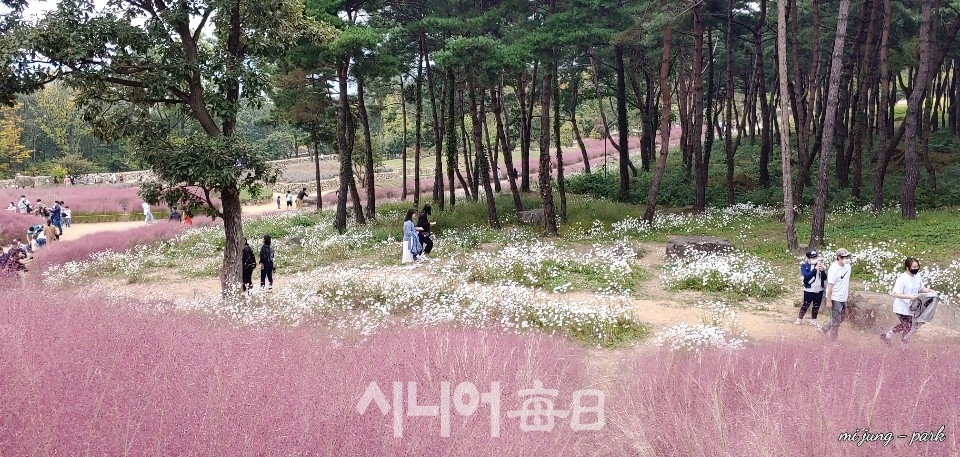 가산수피아 수목원, 구절초 소나무 숲. 박미정 기자
