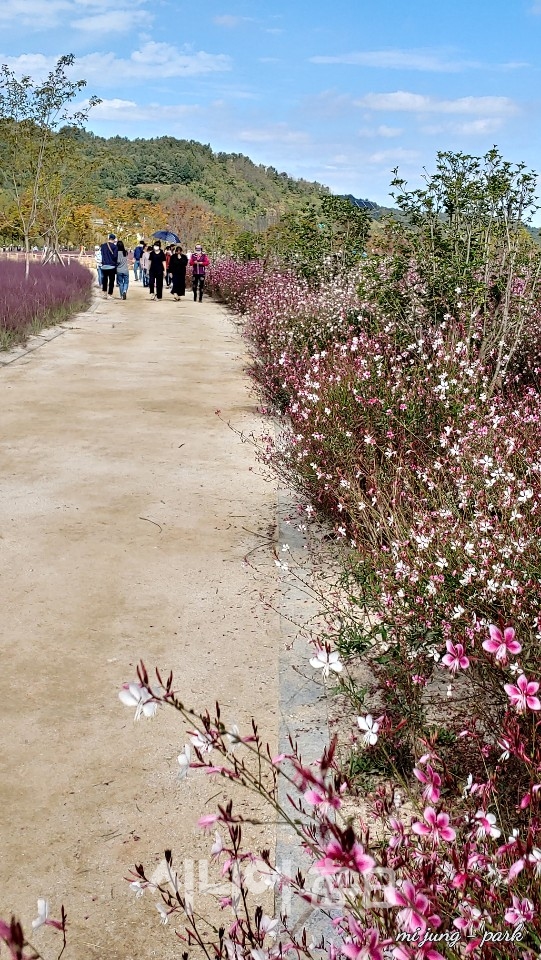 신소양체육공원, 가우라 꽃길을 걷는 사람들. 박미정 기자