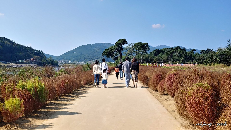 밀양 산외면 댑싸리 산책로를 여행객들이 걷고 있다. 박미정 기자