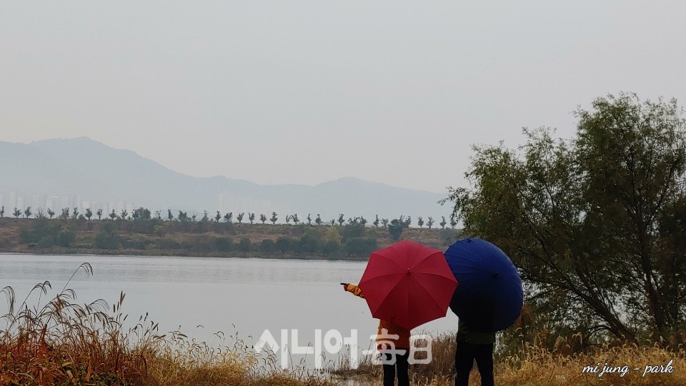 다산문화공원, 은행나무길에서 본 낙동강변. 박미정 기자