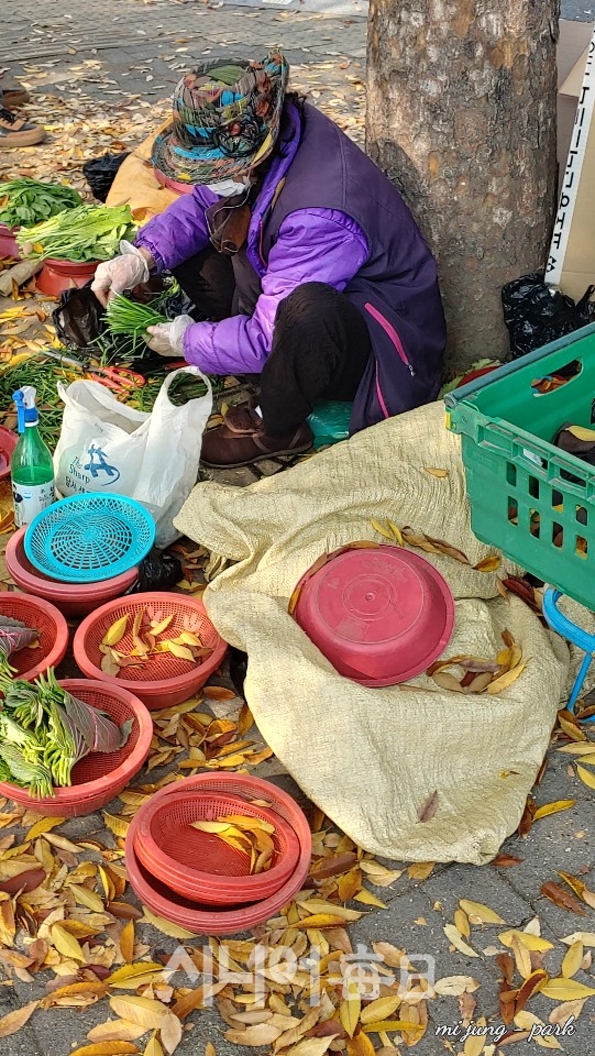 단풍이 아름다운 가로수 아래할머니가 채소를 팔고 있다. 박미정 기자