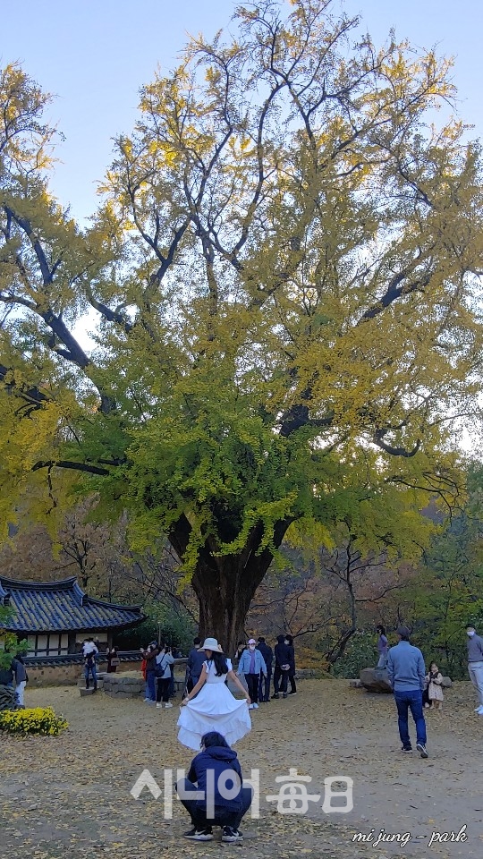 운곡서원, 여행객들이 은행나무 아래에서 휴일을 보내고 있다. 박미정 기자