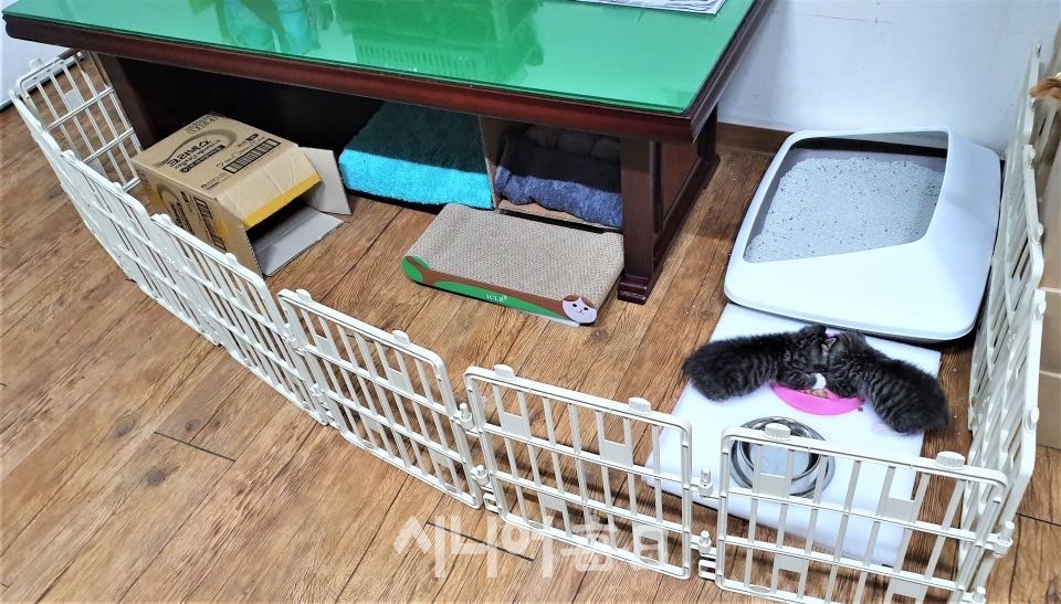 사무실 안에 설치된 고양이 보금자리