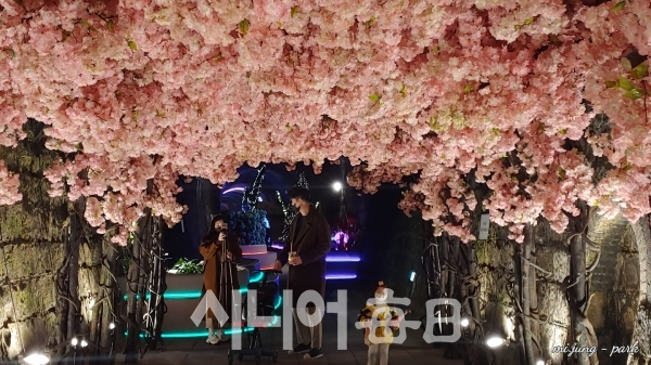여행객이 트윈터널 벚꽃길을 걷고 있다. 박미정 기자