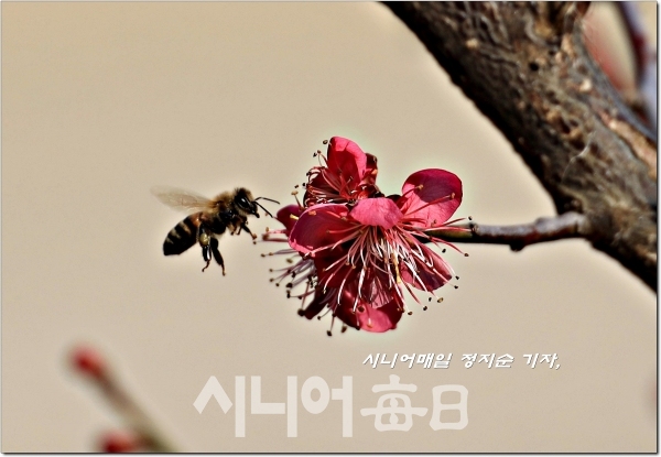 활짝핀 홍매화에 꿀벌이 날아든다. 정지순 기자