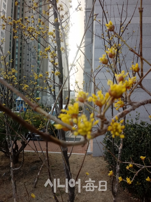 노란 산수유 꽃이 봄소식을 전하고 있다 윤필태기자