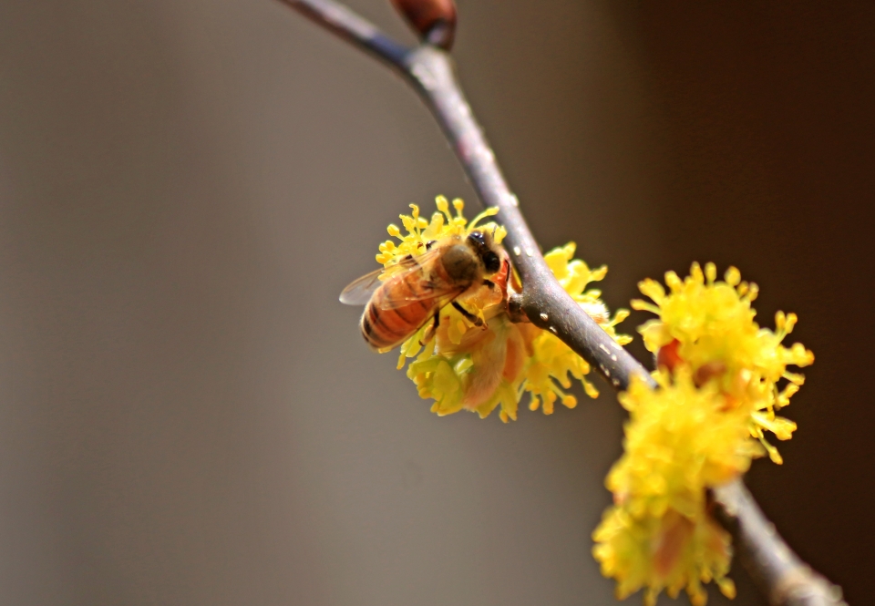 생강나무 꽃에 내려앉은 꿀벌이 꿀을 탐하고 있다. 이원선 기자