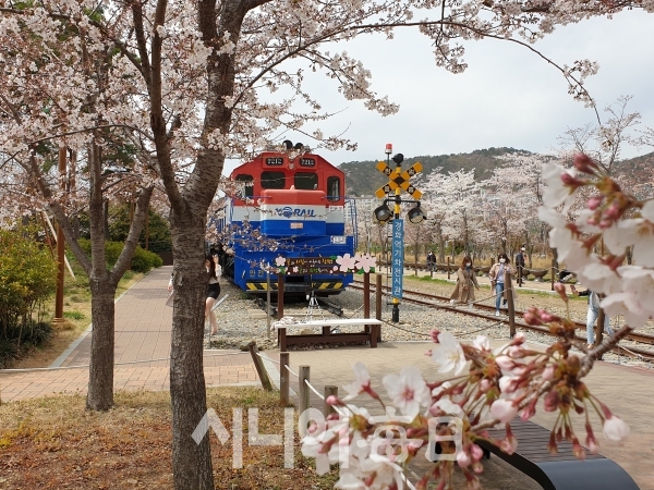 24일 정오 경화역 공원에도 며칠 후 벚꽃이 만개할 태세다. 이철락 기자