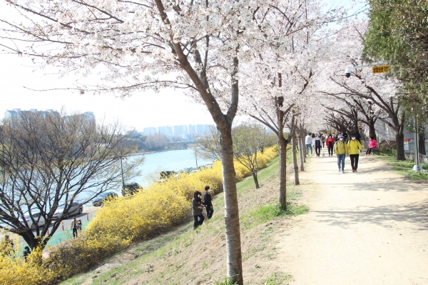 벚꽃과 개나리를 즐기러 온 상춘객들(3월 25일). 박종천 기자