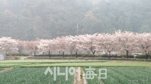 달창저수지 벚꽃 가로수 길. 박미정 기자