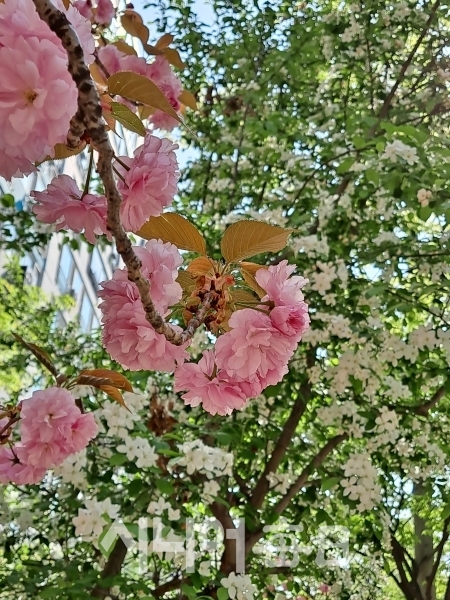 왕벚꽃과 애기사과꽃이 어울어져 피어 있다. 김황태기자