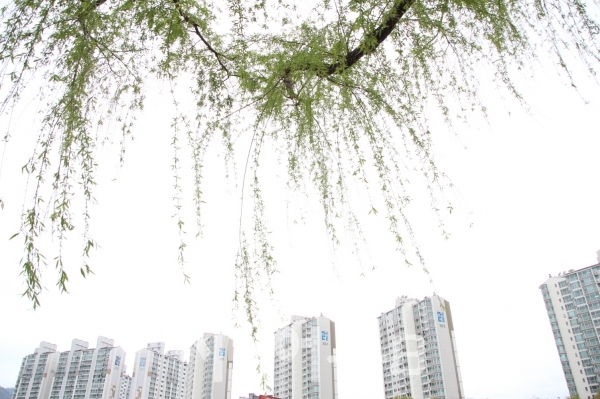 연둣빛 버들잎들이 봄바람에 살랑살랑. 박종천 기자