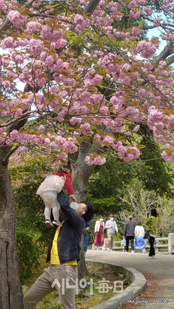 벚나무 아래에서 아빠가 어린 딸을 번쩍 안아 올리고 있다. 박미정 기자