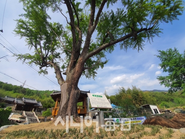 예연서원 외삼문 앞에는 곽재우나무로 불리는 은행나무가 옛스러움을 더한다. 이승호 기자