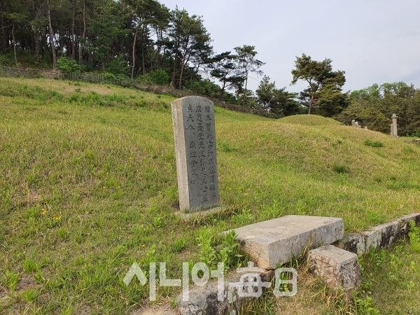 현풍 곽씨 가족 묘역에서 봉분이 낮은 곽재우 장군 묘를 찾기가 쉽지 않다. 이승호 기자