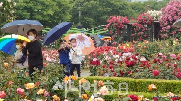 비내리는 장미공원에 가족이 나들이를 하고 있다. 박미정 기자