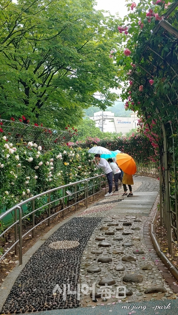 장미도 알록달록, 우산도 알록달록 예쁘다.박미정 기자